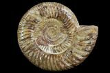 Perisphinctes Ammonite - Jurassic #90444-1